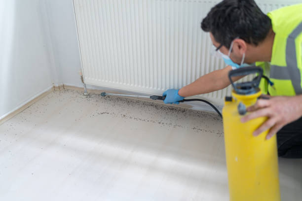 Best Local Pest Control Services  in Buchanan Dam, TX